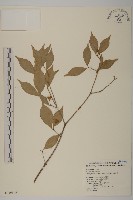 藏品(大丁黃)的圖片