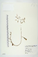 藏品(小燈籠草、大還魂)的圖片