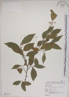 藏品(菱葉捕魚木)的圖片