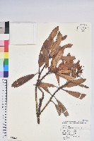 藏品(臺灣杜鵑)的圖片