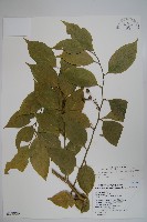 藏品(毛瓣蝴蝶木)的圖片