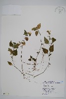 藏品(明萼草)的圖片