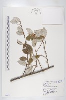 藏品(大橋胡頹子、蓬萊胡頹子)的圖片