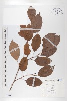 藏品(俄氏柿)的圖片