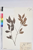 藏品(南仁五月茶)的圖片