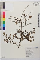 藏品(小葉鼠李)的圖片