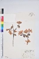 藏品(南澳杜鵑)的圖片