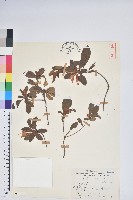 藏品(南澳杜鵑)的圖片