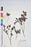 藏品(南澳杜鵑)的圖片