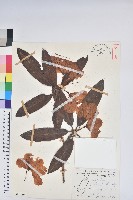 藏品(玉山杜鵑)的圖片