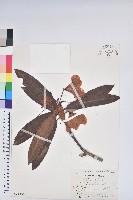 藏品(玉山杜鵑)的圖片