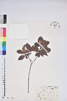 藏品(南澳杜鵑)的圖片