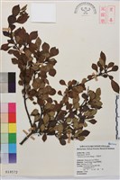 藏品(小葉鼠李)的圖片