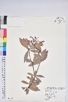 藏品(臺灣馬醉木)的圖片