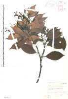 藏品(豬腳楠)的圖片