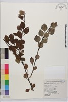 藏品(小葉鼠李)的圖片