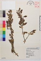 藏品(小葉鼠李)的圖片