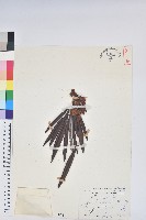 藏品(玉山杜鵑)的圖片