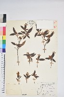 藏品(紅毛杜鵑)的圖片