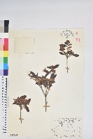 藏品(紅毛杜鵑)的圖片