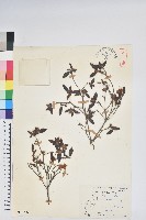 藏品(紅毛杜鵑)的圖片