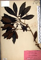 藏品(樹杞)的圖片