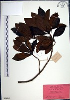 藏品(樹杞)的圖片