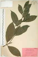 藏品(山黃梔)的圖片