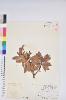 藏品(玉山杜鵑)的圖片