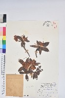 藏品(玉山杜鵑)的圖片