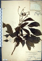 藏品(山埔姜)的圖片