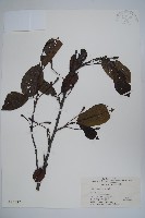 藏品(榿木)的圖片