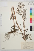 藏品(長柄唐松草、擬散花唐松草)的圖片