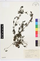 藏品(水毛茛)的圖片