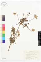 藏品(甘川鐵線蓮)的圖片