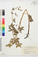 藏品(彎距翠雀花)的圖片