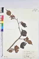 藏品(領春木)的圖片