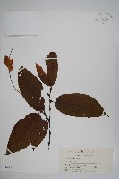 藏品(川黔千金榆)的圖片