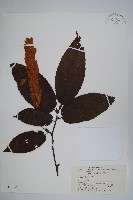 藏品(川黔千金榆)的圖片