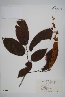 藏品(川黔千金榆)的圖片