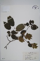 藏品(昌化鵝耳櫪)的圖片