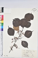 藏品(領春木)的圖片