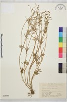 藏品(高原毛茛)的圖片