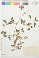 藏品(甘青鐵線蓮)的圖片