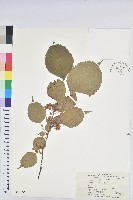藏品(領春木)的圖片