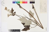 藏品(大火草)的圖片