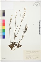 藏品(毛茛)的圖片