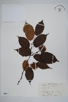 藏品(刺榛)的圖片