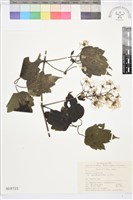 藏品(鈍齒鐵線蓮)的圖片