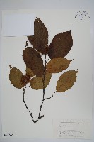 藏品(刺榛)的圖片